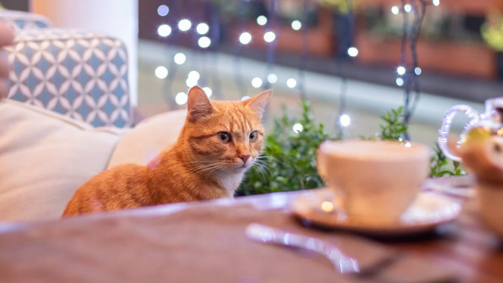 cafeteria de gatos en santander