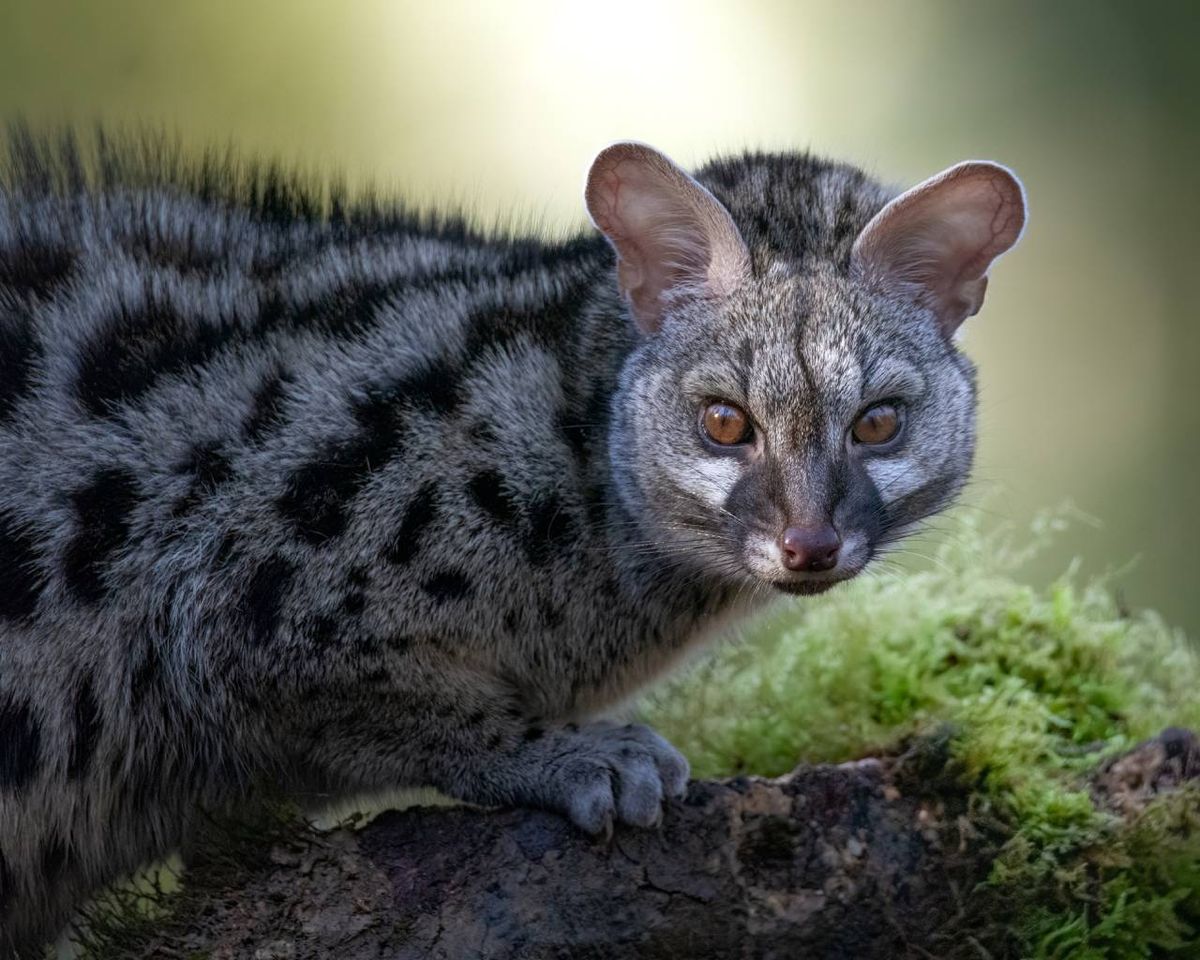 Tiene un pelaje denso y moteado, gracias al que pueden camuflarse eficazmente.