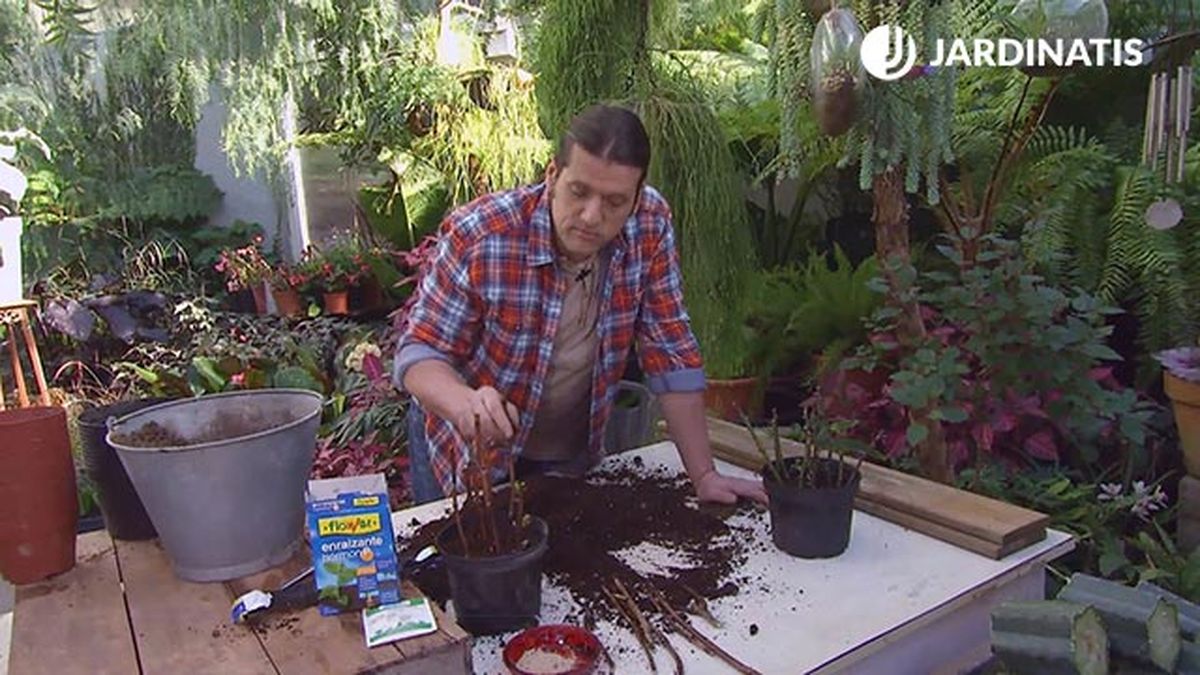 decogarden 645 esquejes hortensias rosales plantacion esquejes