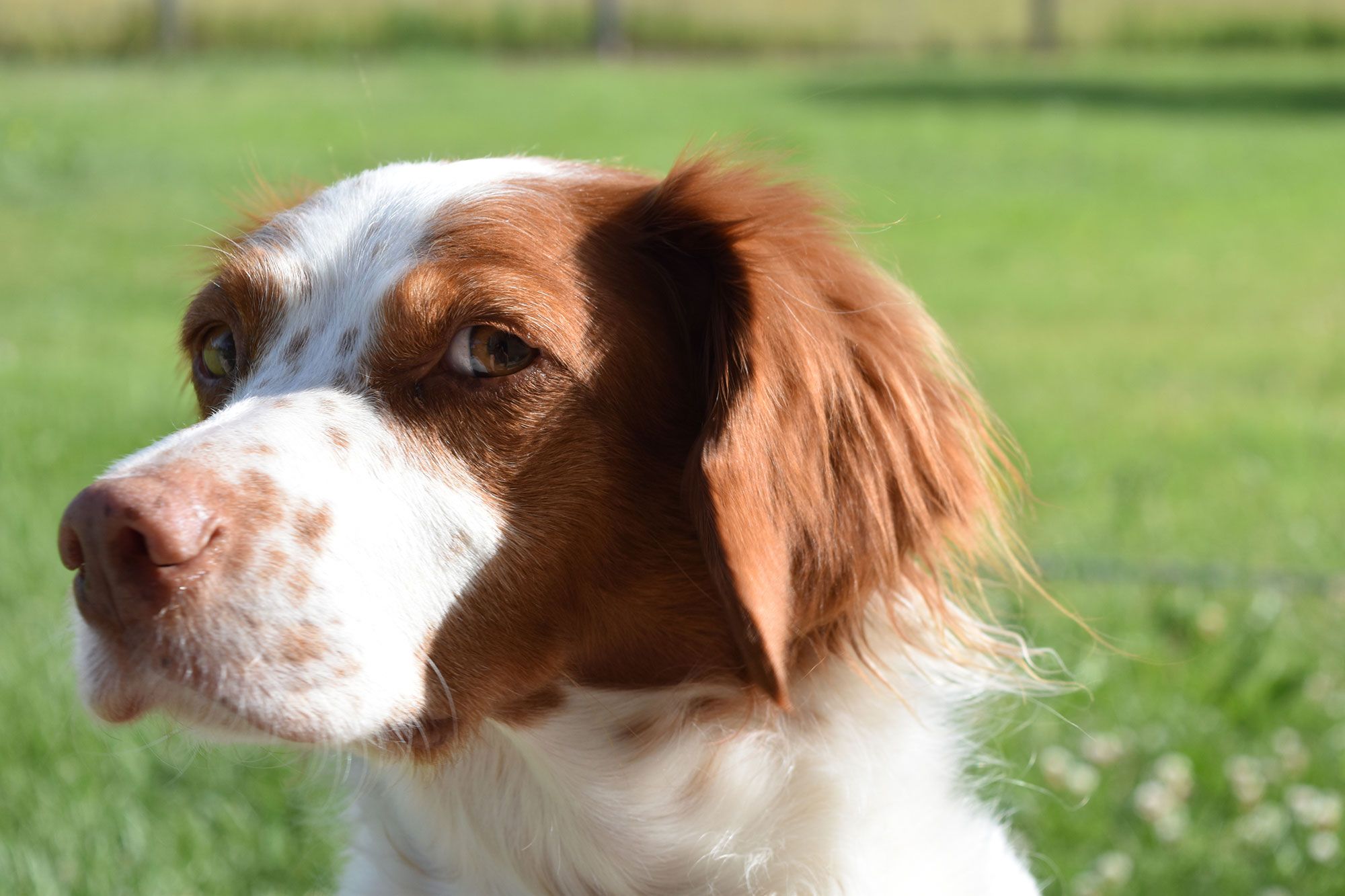 mascotas razas perros spaniel breton2