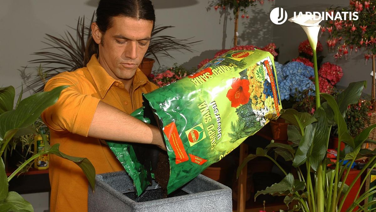 plantacion cala sustrato calidad brico 370