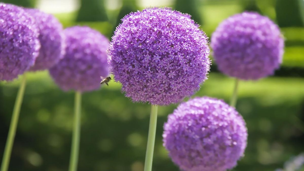 bulbo ajo ornamental plantar otono