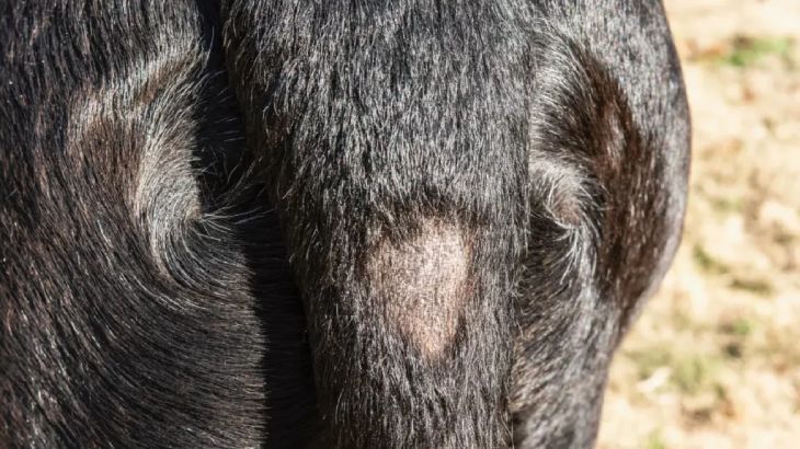 a mi perro se le cae mucho el pelo 1
