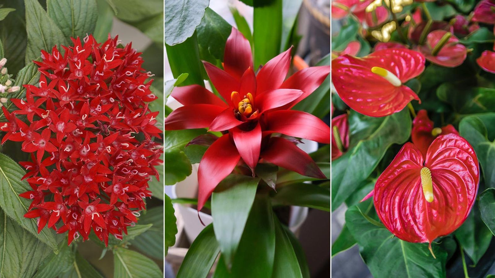 plantas de color rojo xl deco 445