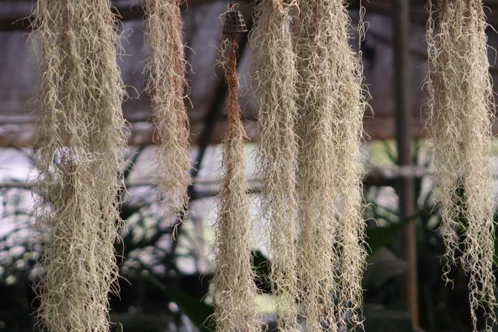 Se le conoce como musgo español o spanish moss