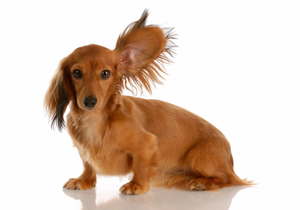 limpieza orejas perro XL