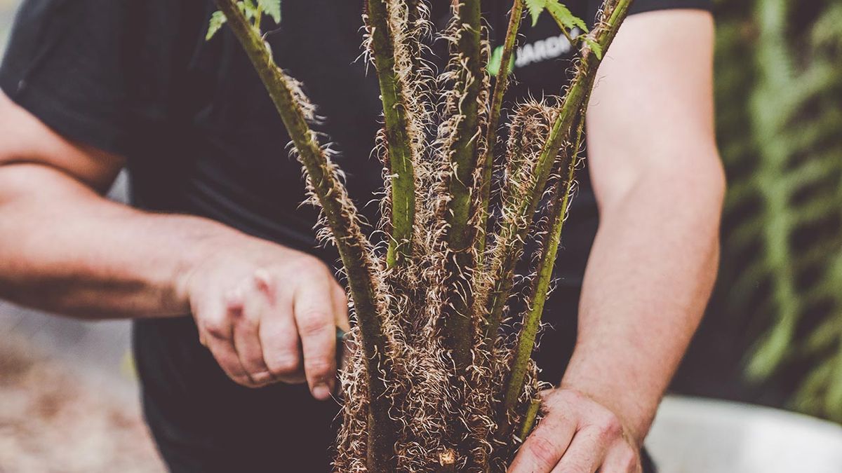 brico 1006 helecho arboreo tallo pelitos