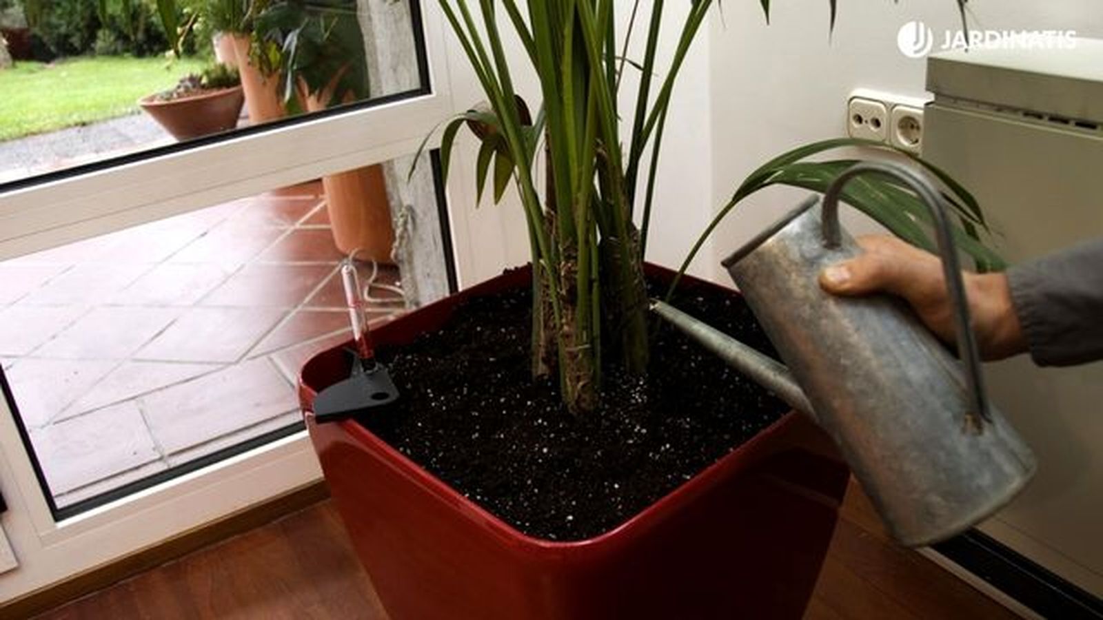 riego palmera kentia deco 276
