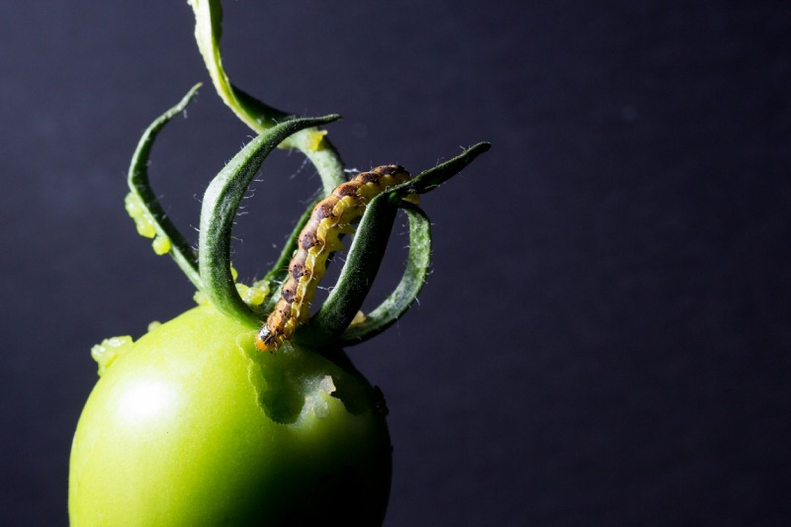 Oruga en tomate