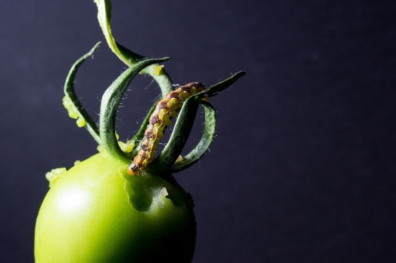 Oruga en tomate