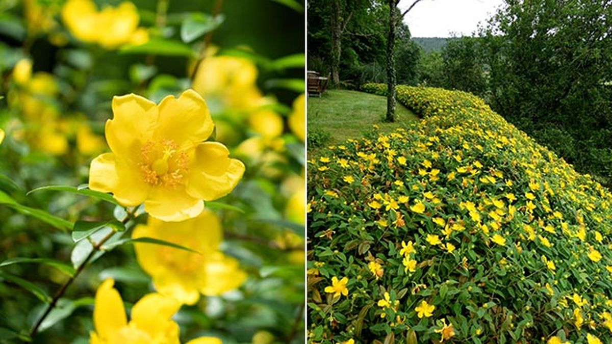 hiperico rastrero rosa juan planta caracteristicas
