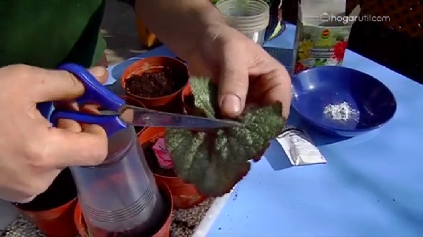 Reproducir Begonia Rex por esquejes de hojas p2