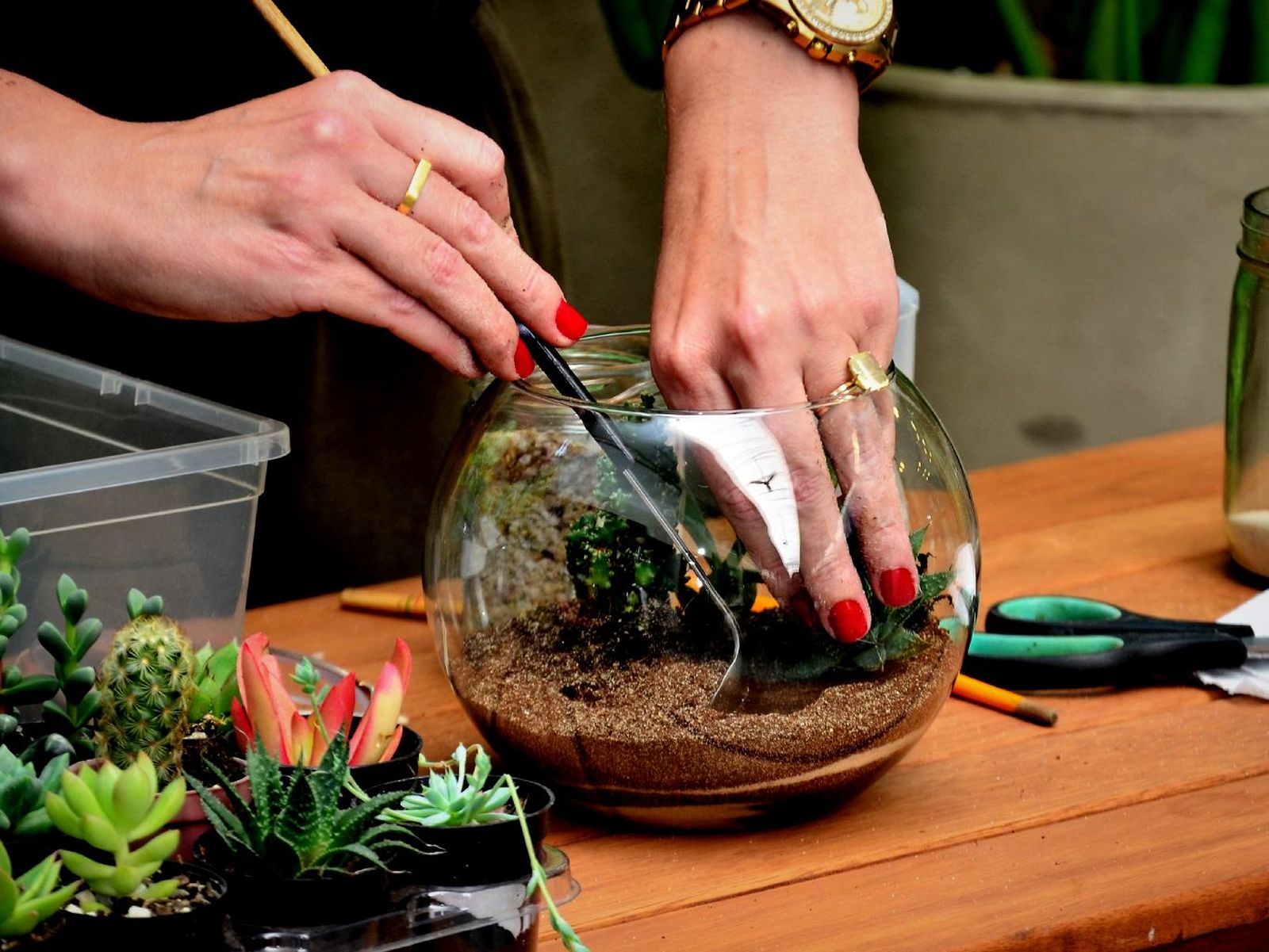 Colocar las plantas en la tierra