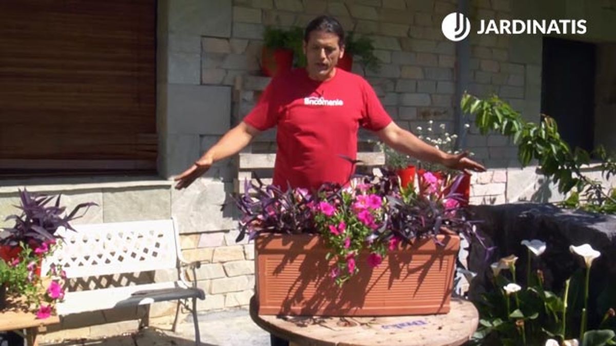 tradescantia pallida purpurea surfinias mandevilla en jardinera brico 832