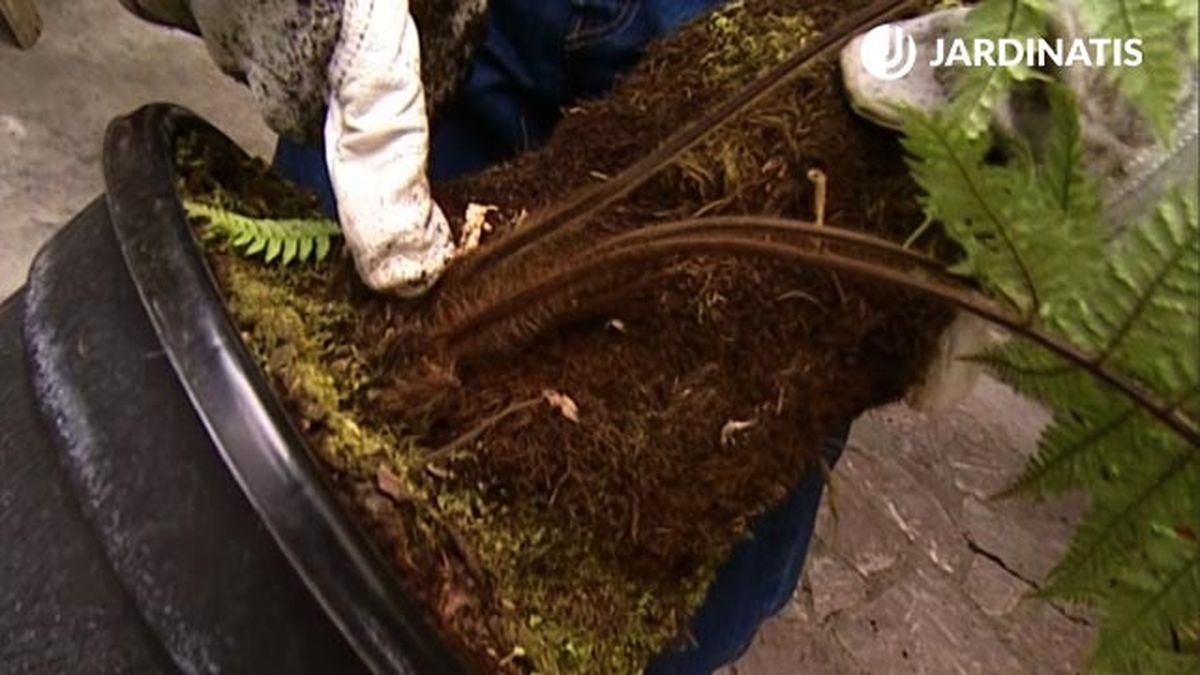 hijuelo de helecho arboreo brico 463 jardin