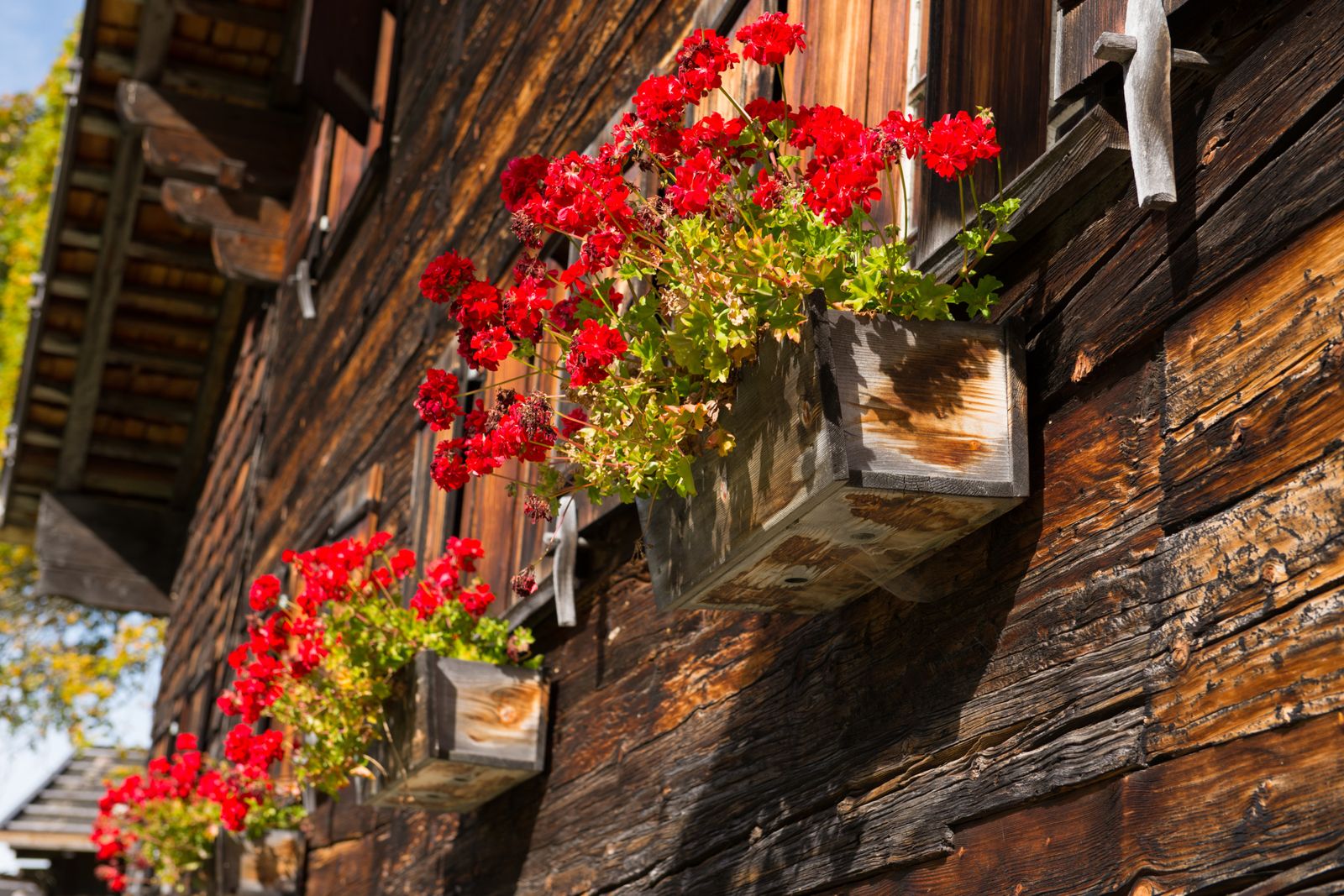 Geranio balcon