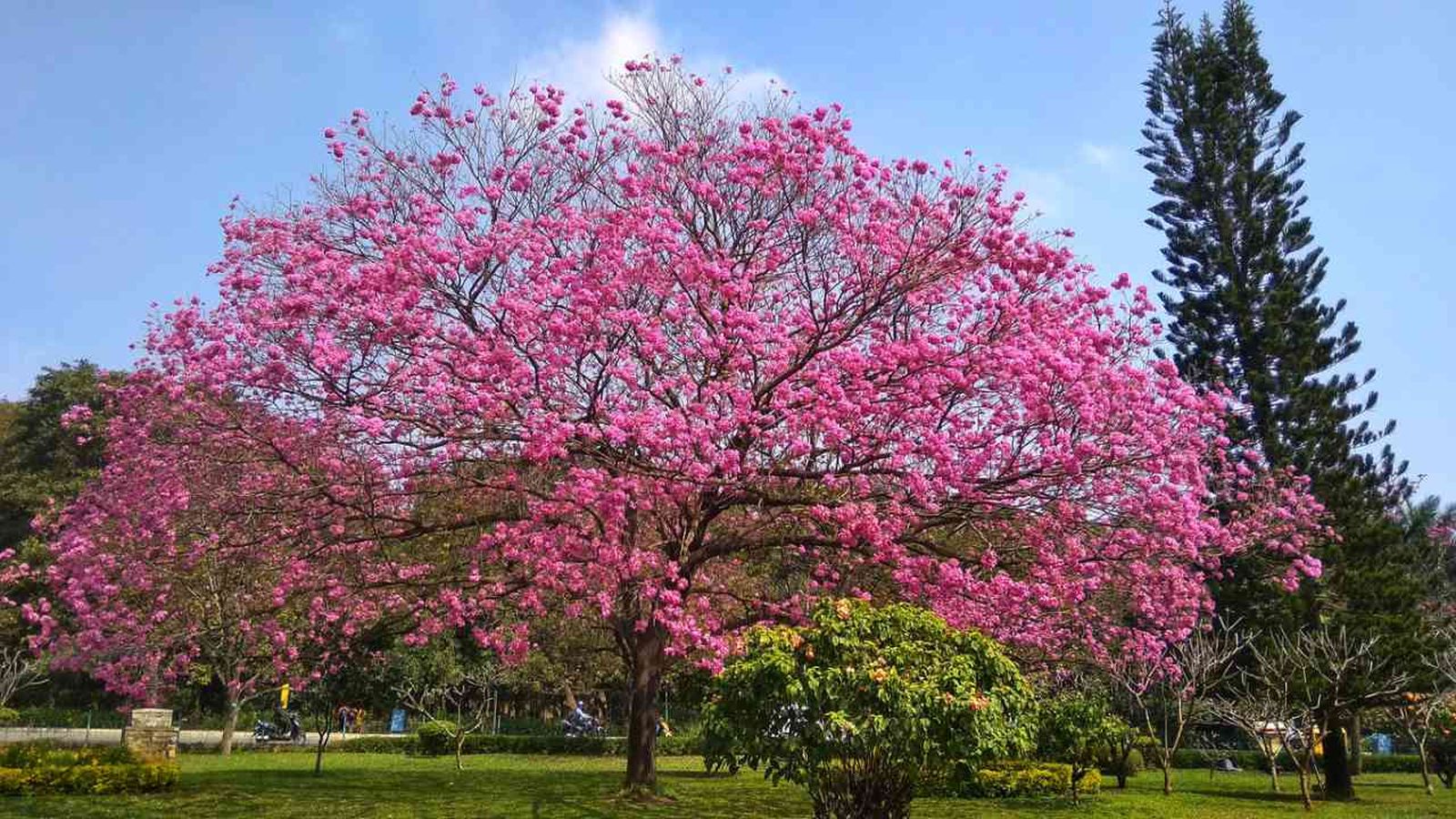 Los árboles de flores rosas son muy ornamentales.