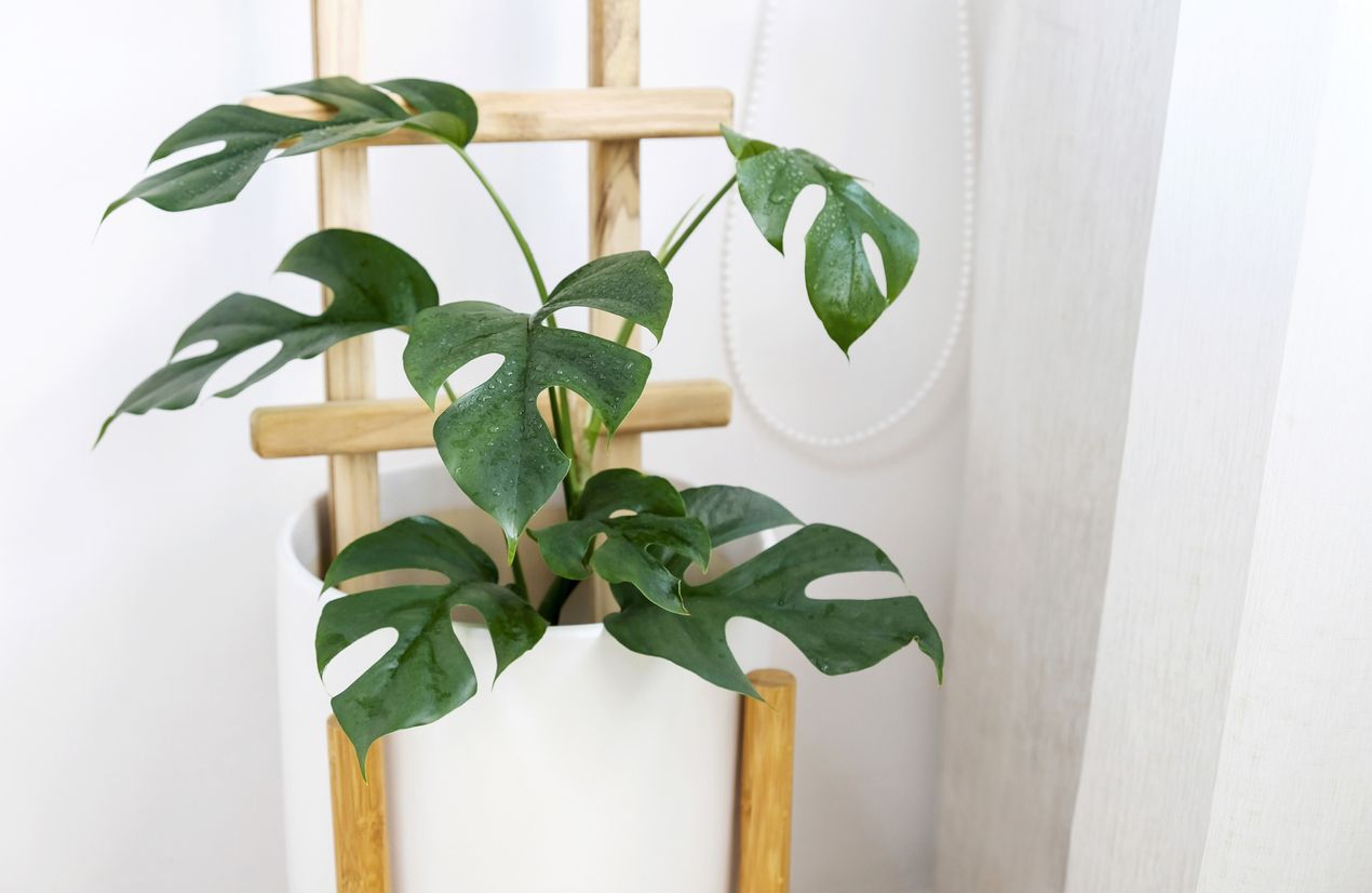 Monstera minima rhaphidophora tetrasperma