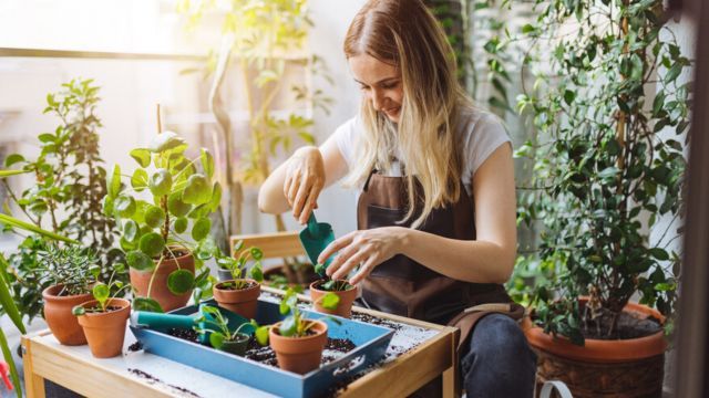 plantar plantas contra el cambio climatico