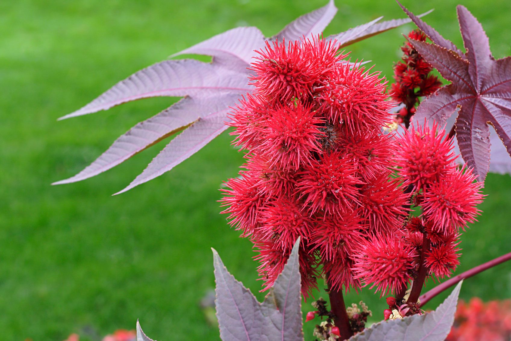 Ricino común o Ricinus communi 2