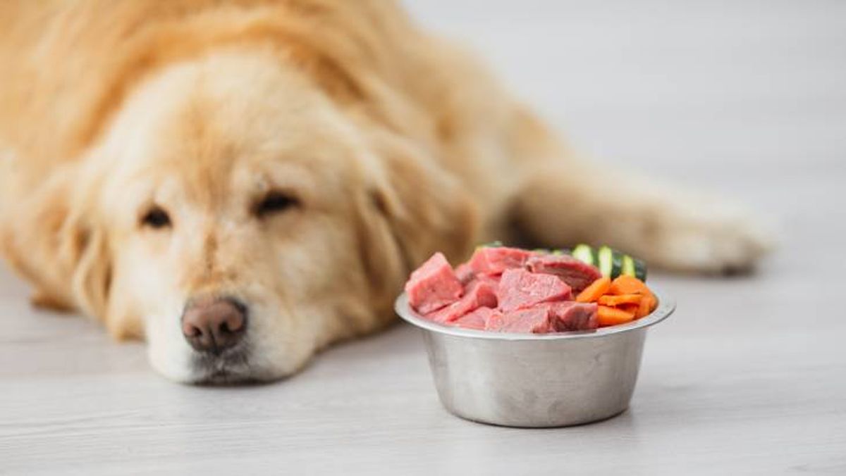 Los alimentos tóxicos están prohibidos para los perros