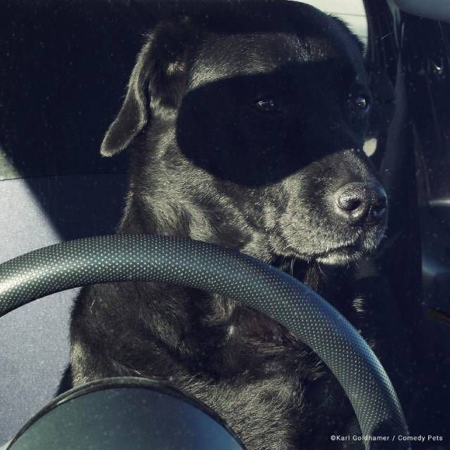 finalista18 premios fotografia Comedy Pet Photo Awards 2023