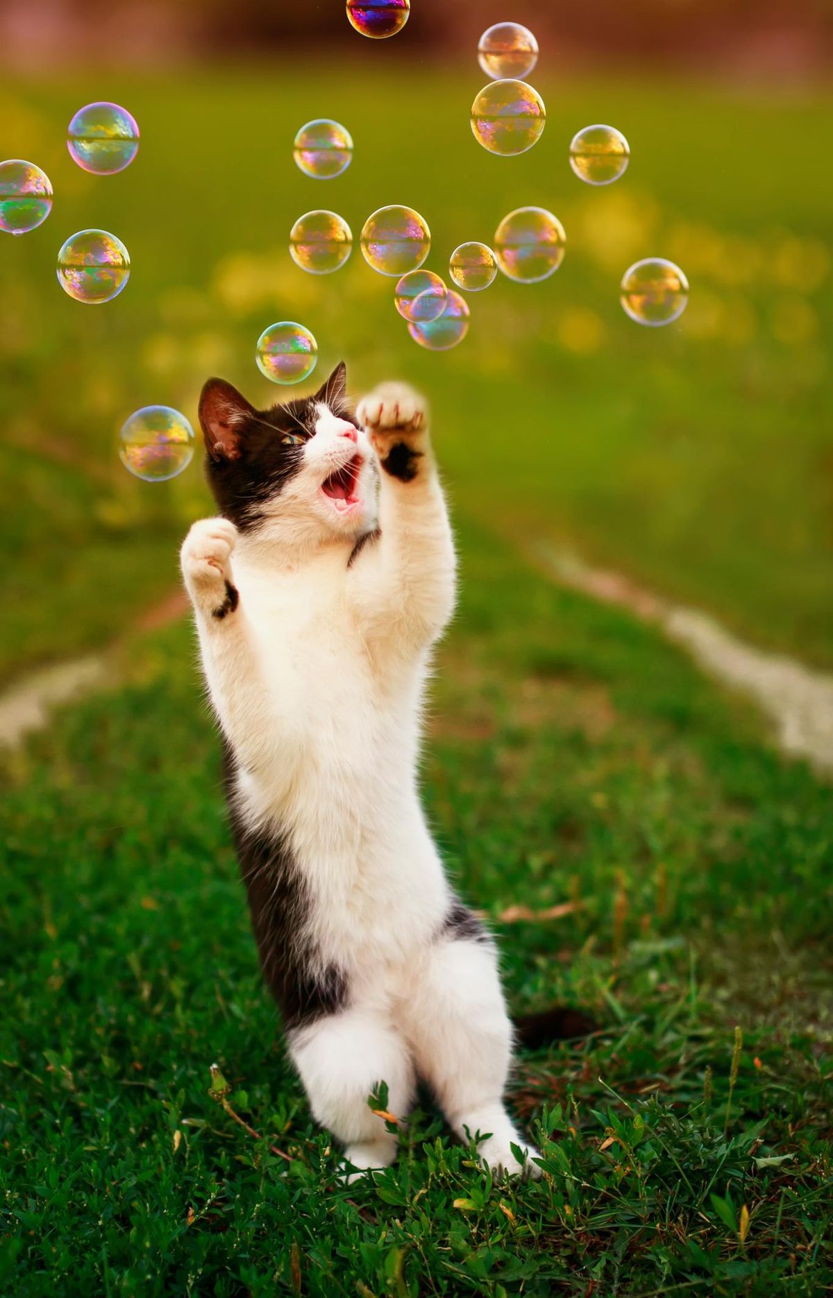 Las pompas son muy divertidas para gatos curiosos.