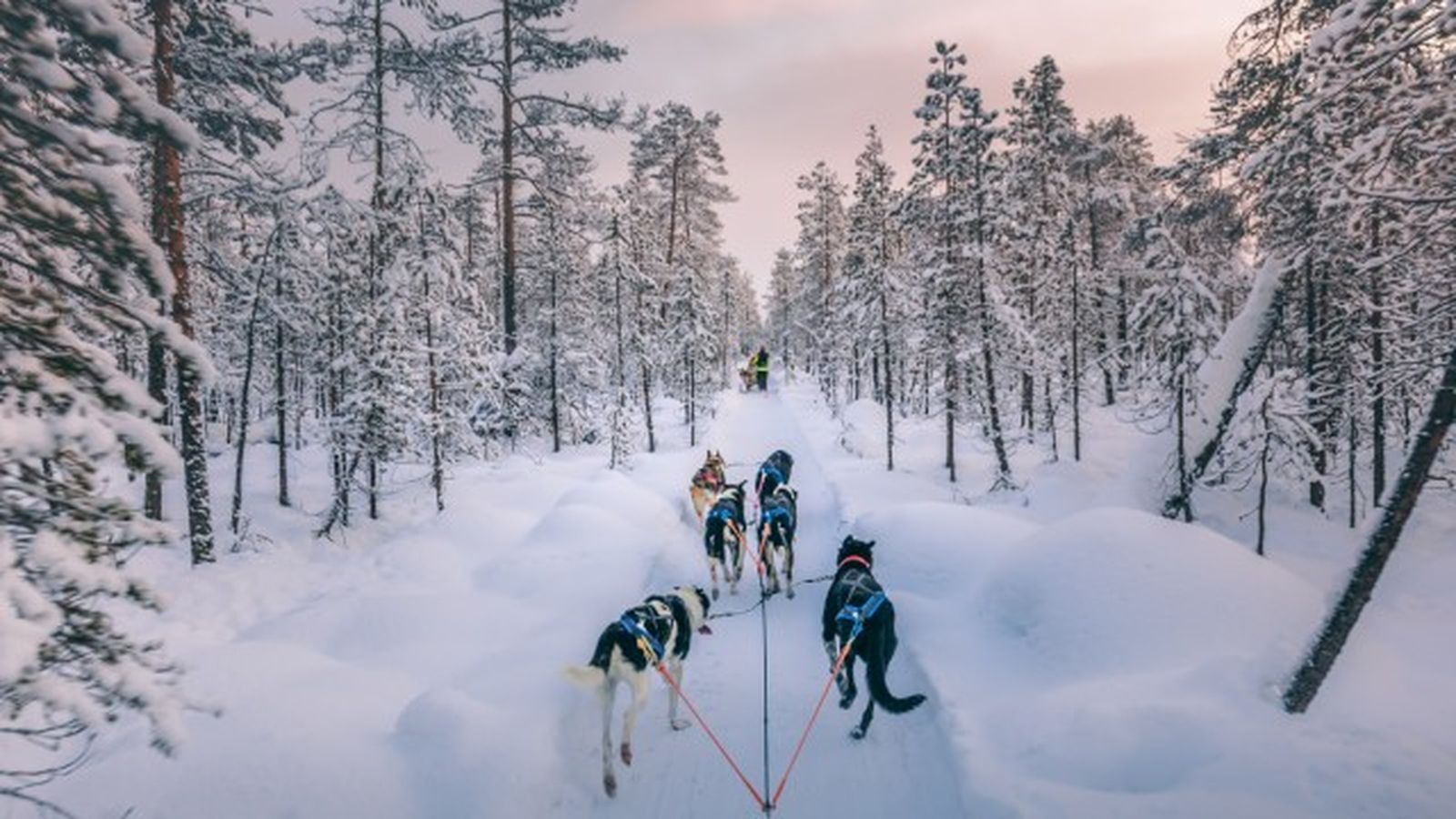 husky siberiano 13