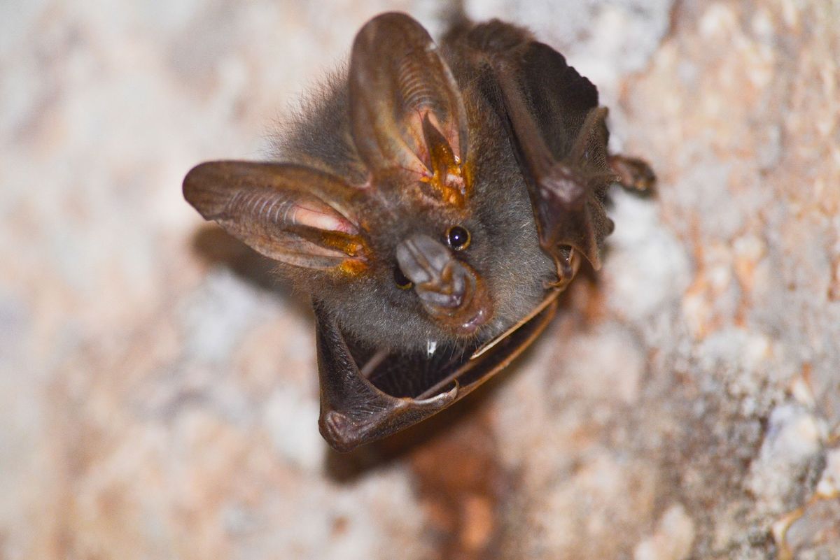 animales murcielagos 5