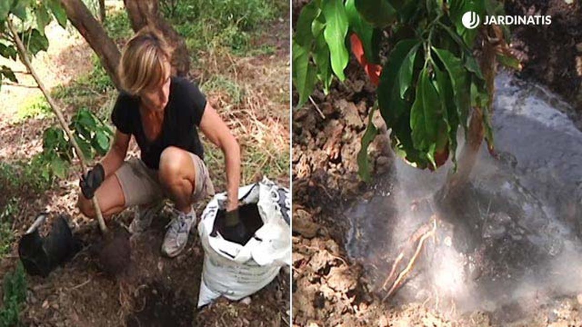 plantacion cafeto planta del cafe en jardin jardinatis