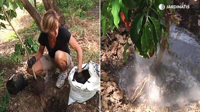 plantacion cafeto planta del cafe en jardin jardinatis