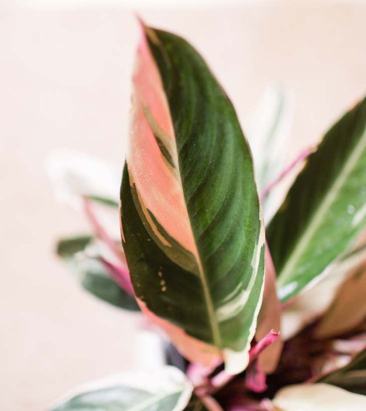 stromanthe triostar color hojas