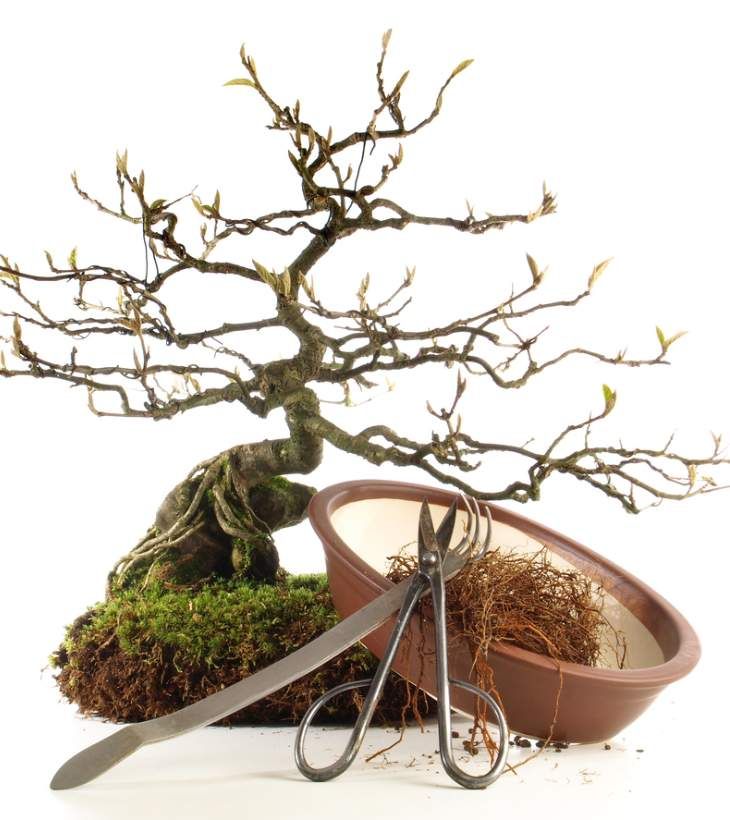 bonsaís kokedama