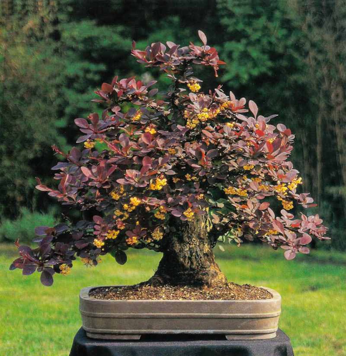 Bonsái informal de agracejo japonés púrpura de estilo vertical (moyogi).