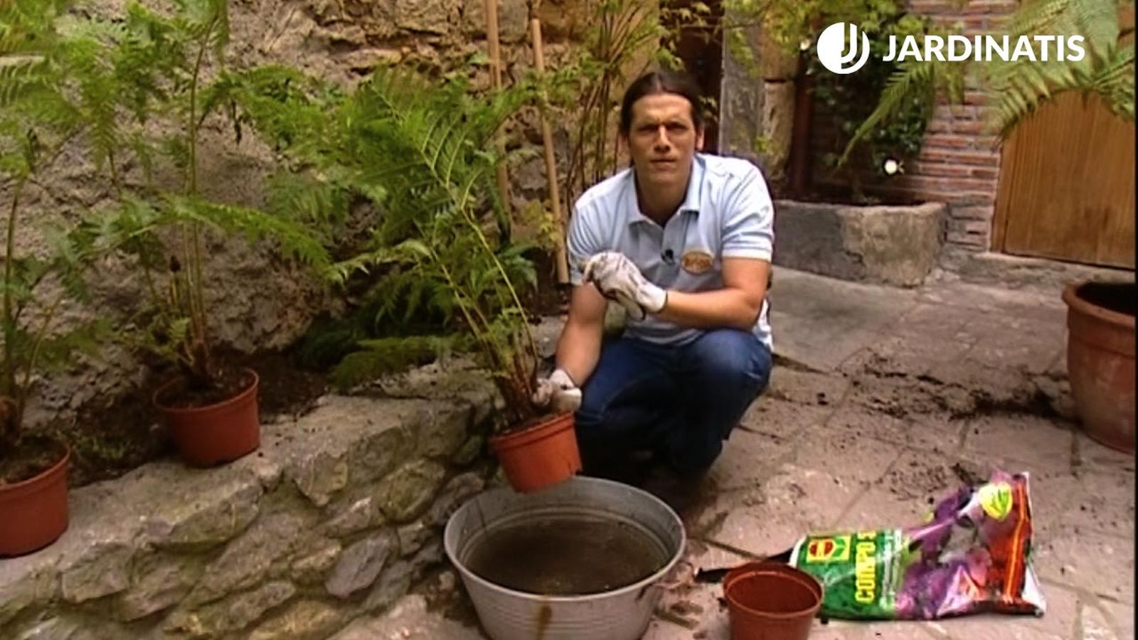 plantacion dicksonia antarctica cyathea cooperi brico 463 jardin