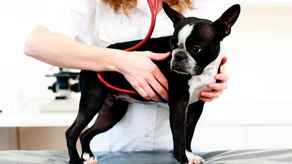 mascotas perros problemas corazon