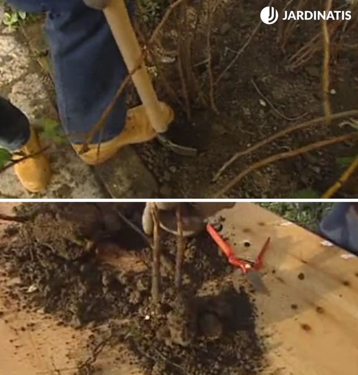 Extrae la mata del frambueso