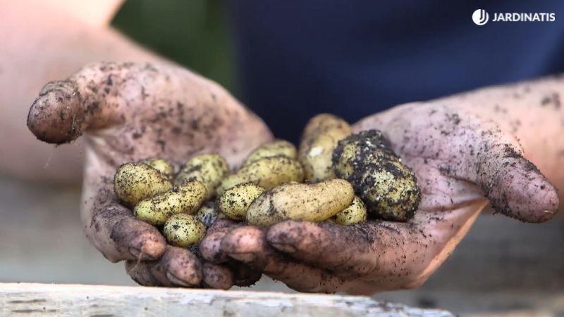 Mini patatas