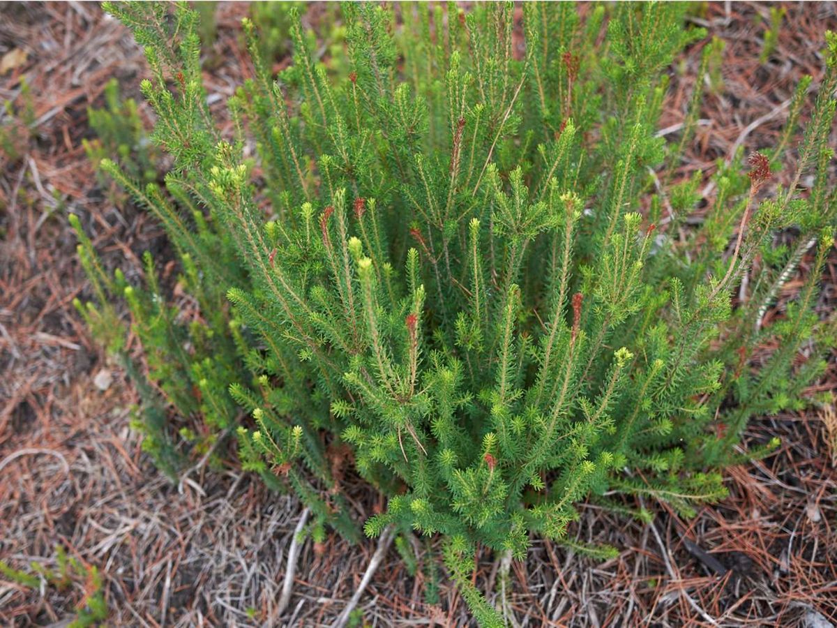 El brezo de invierno es una planta perenne.