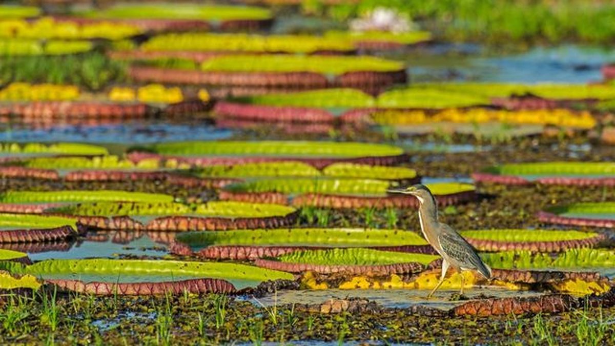 garza estriada en el pantanal brazil el humedad mas grande mundo
