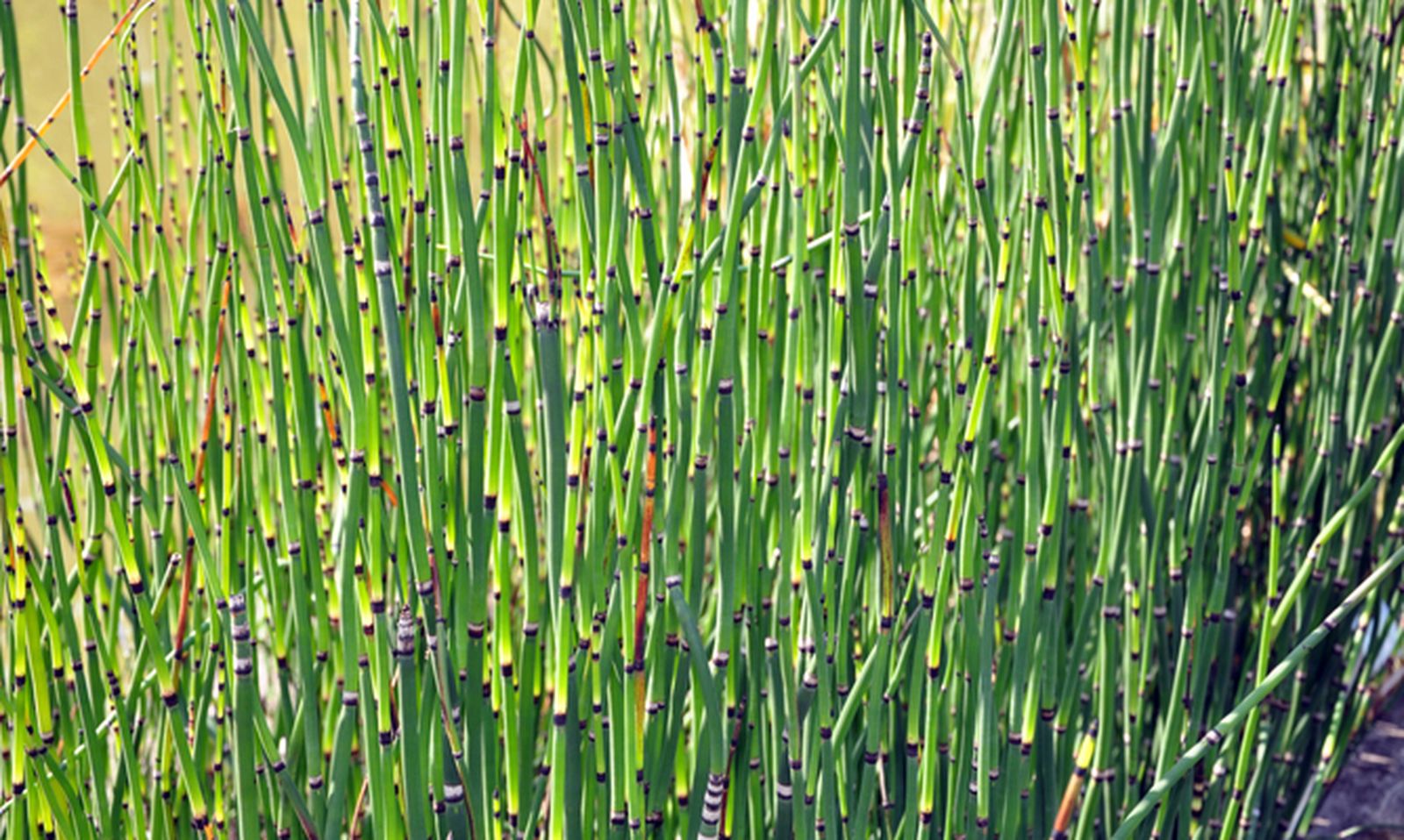 Poda de la cola de caballo