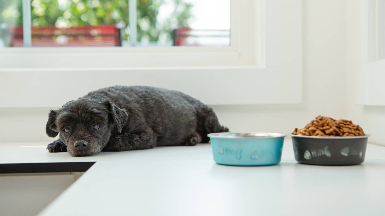 El chocolate es uno de los alimentos tóxicos para perros
