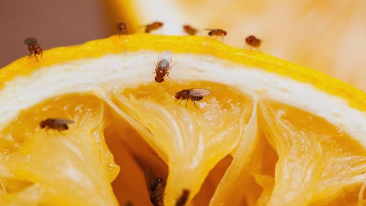 mosca de la fruta en limon