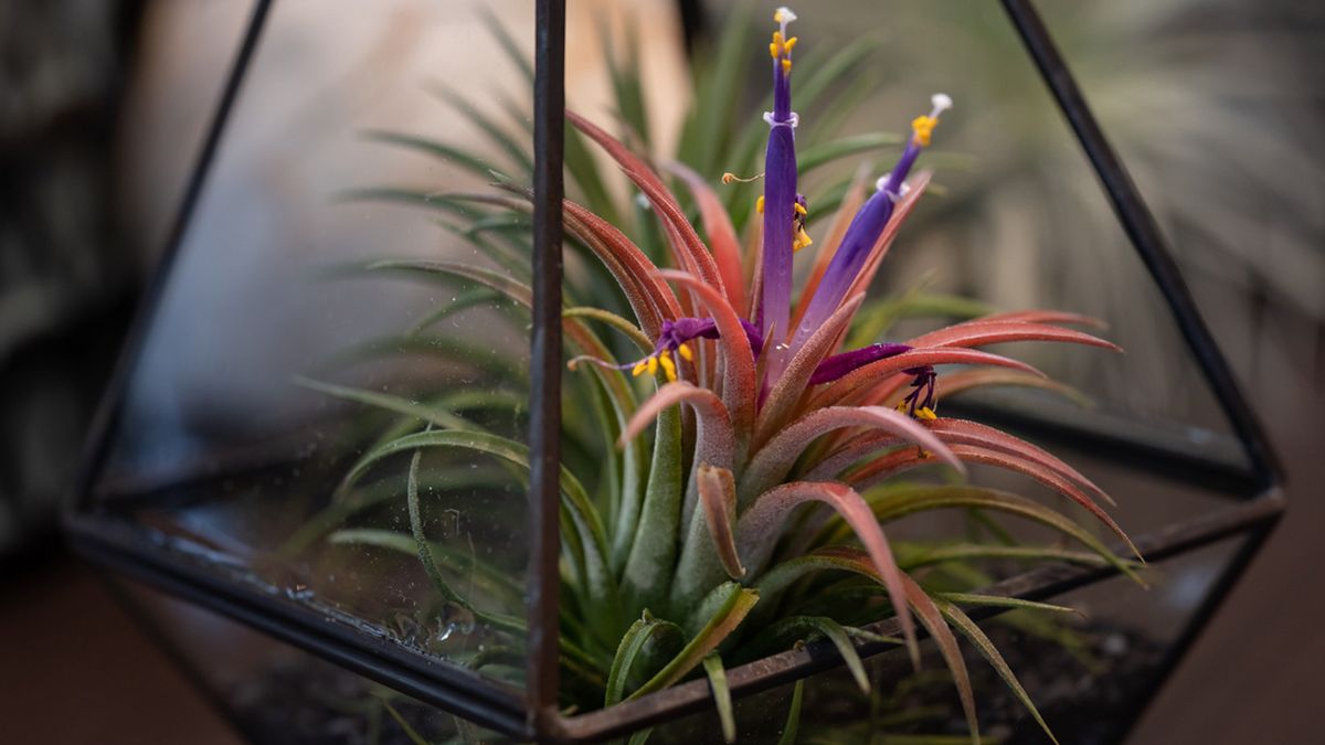 riego y temperatura de clavel del aire