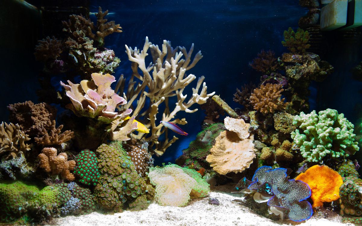 Peces tropicales de agua dulce para acuario