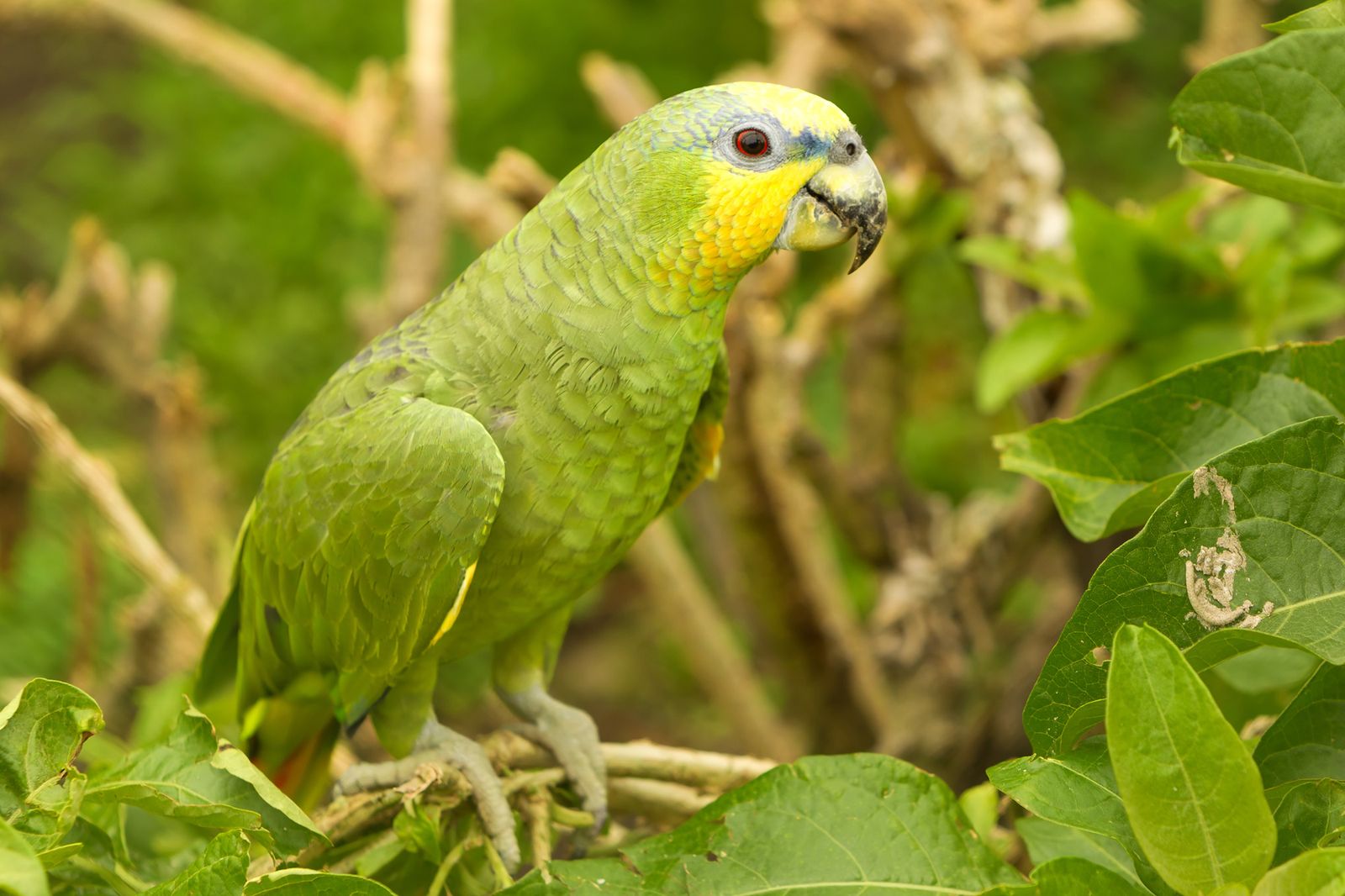 Loro de cabeza amarilla o loro rey