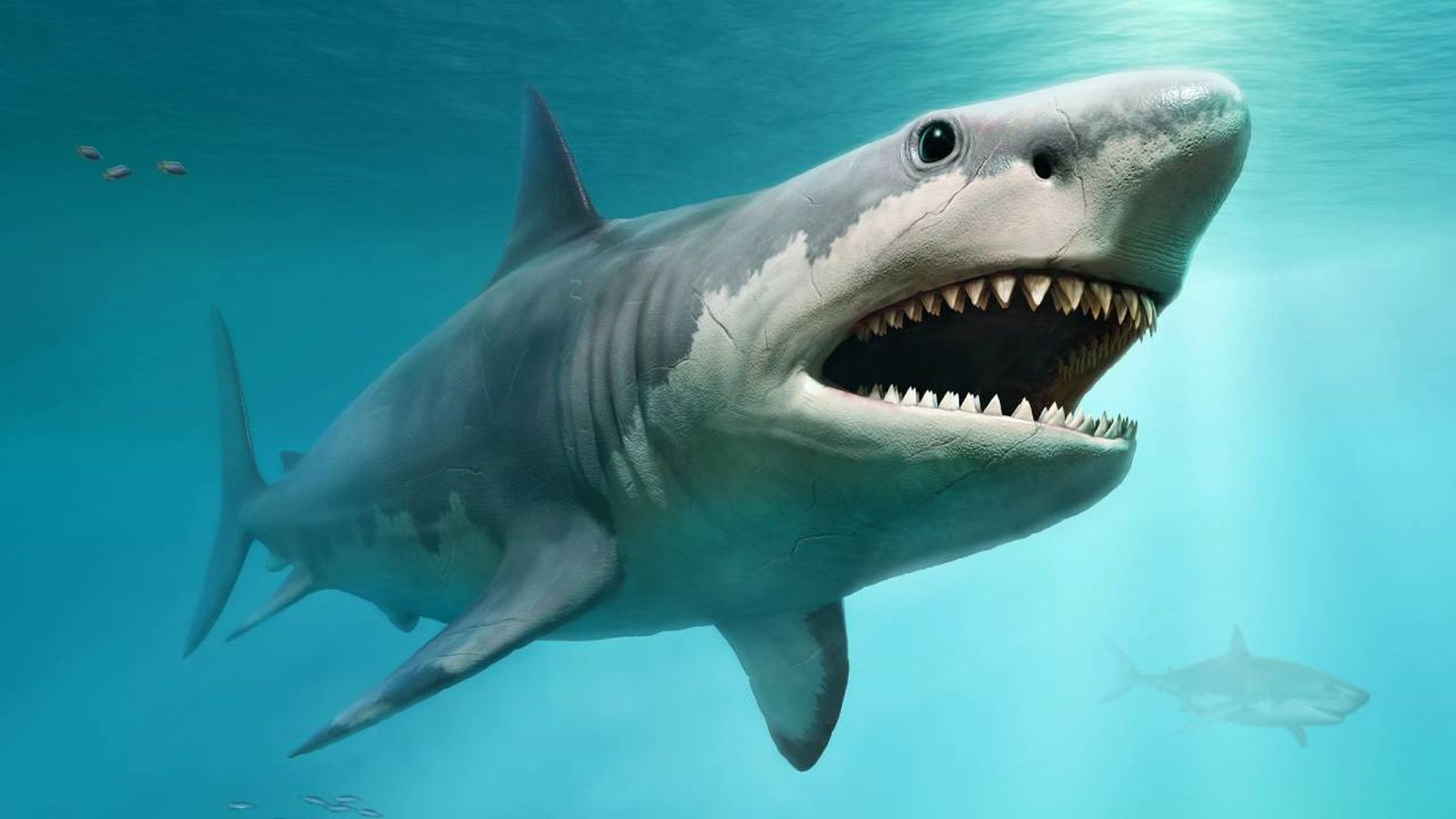 megalodon el tiburon extinto mas grande del mundo