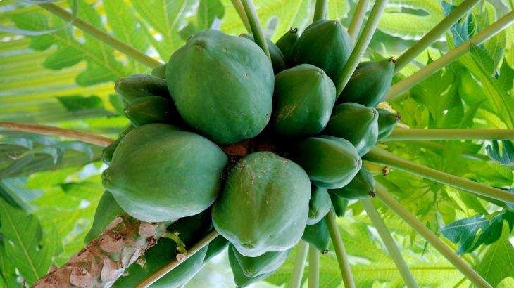 arbol de papaya carica papaya