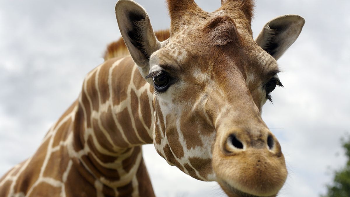 jirafa 1
