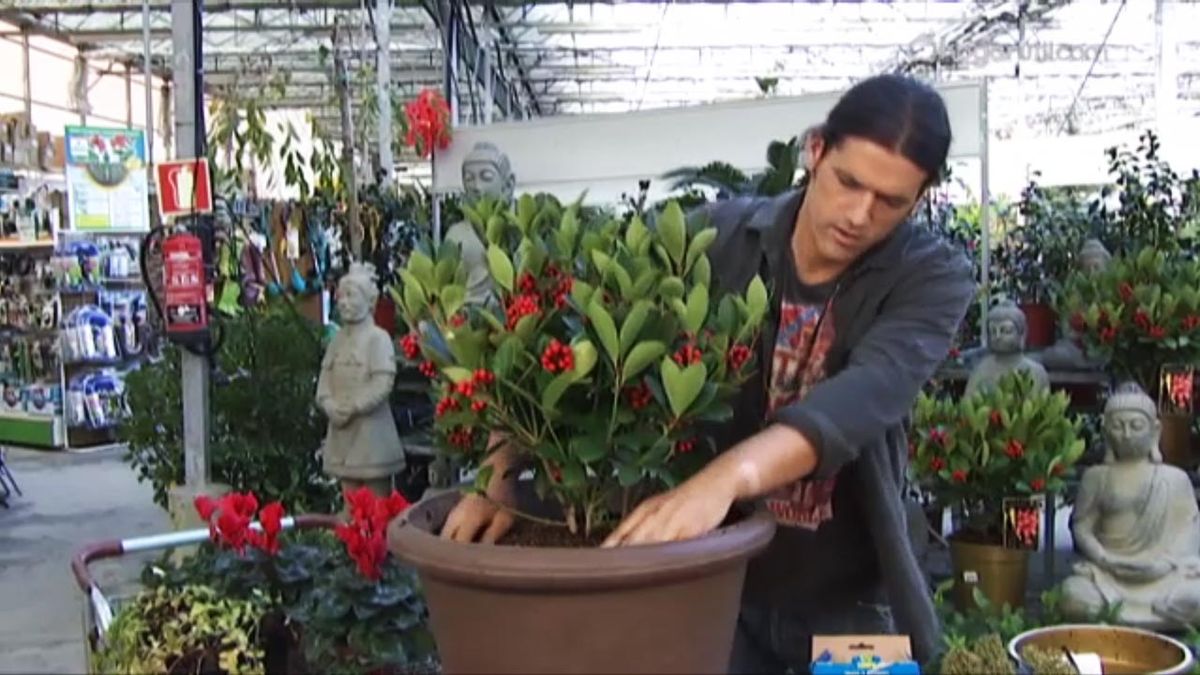 deco 413 Plantar Skimmia Japonica